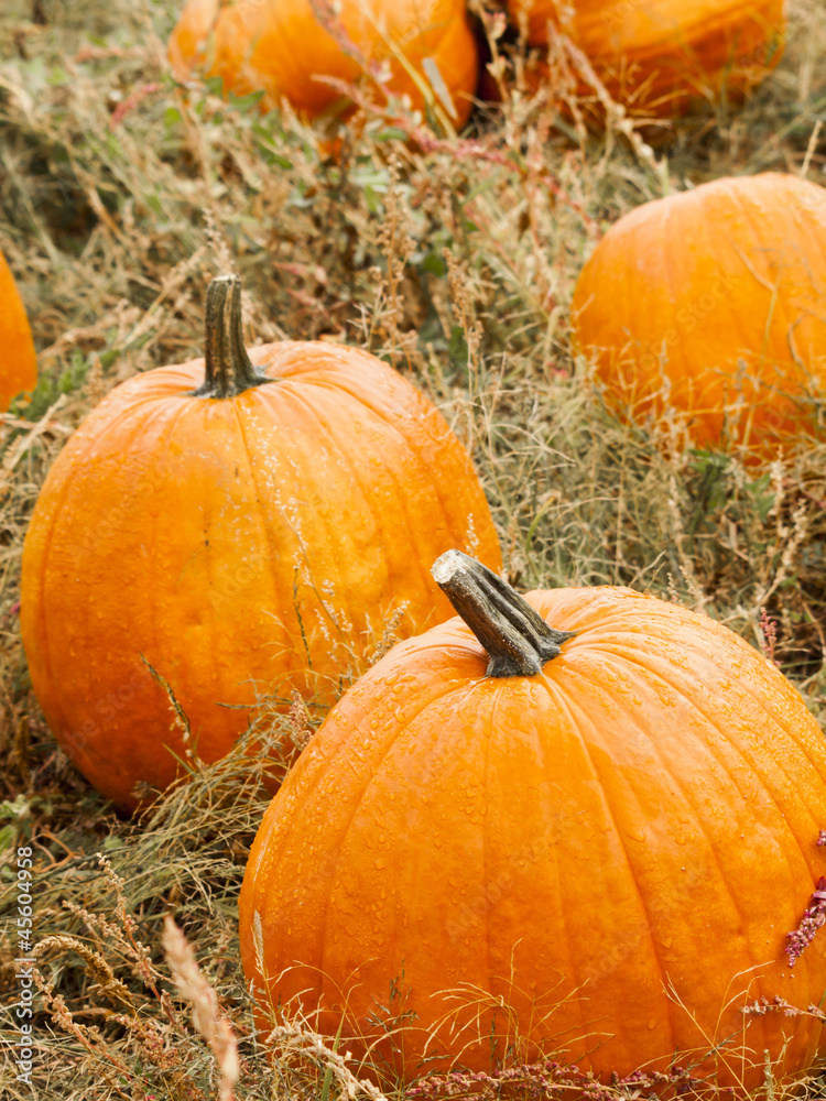 Pumpkin patch