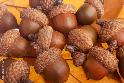 Bunch of acorns