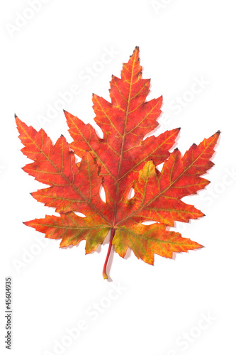 Beautiful fall leaf