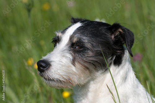 Jack Russel Terrier