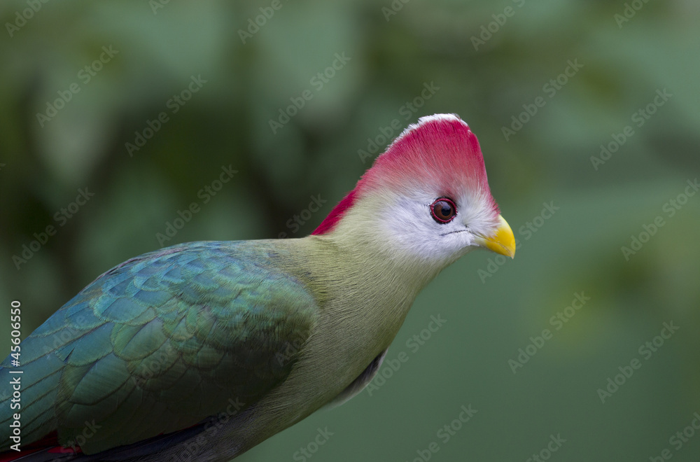 Obraz premium Turaco (Tauraco erythrolophus)