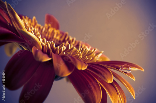 Fototapeta Naklejka Na Ścianę i Meble -  Gerbera.