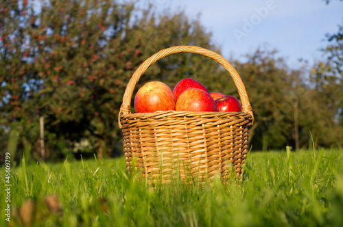 basket of apples