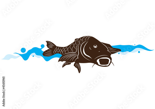 carp fish, vector illustration
