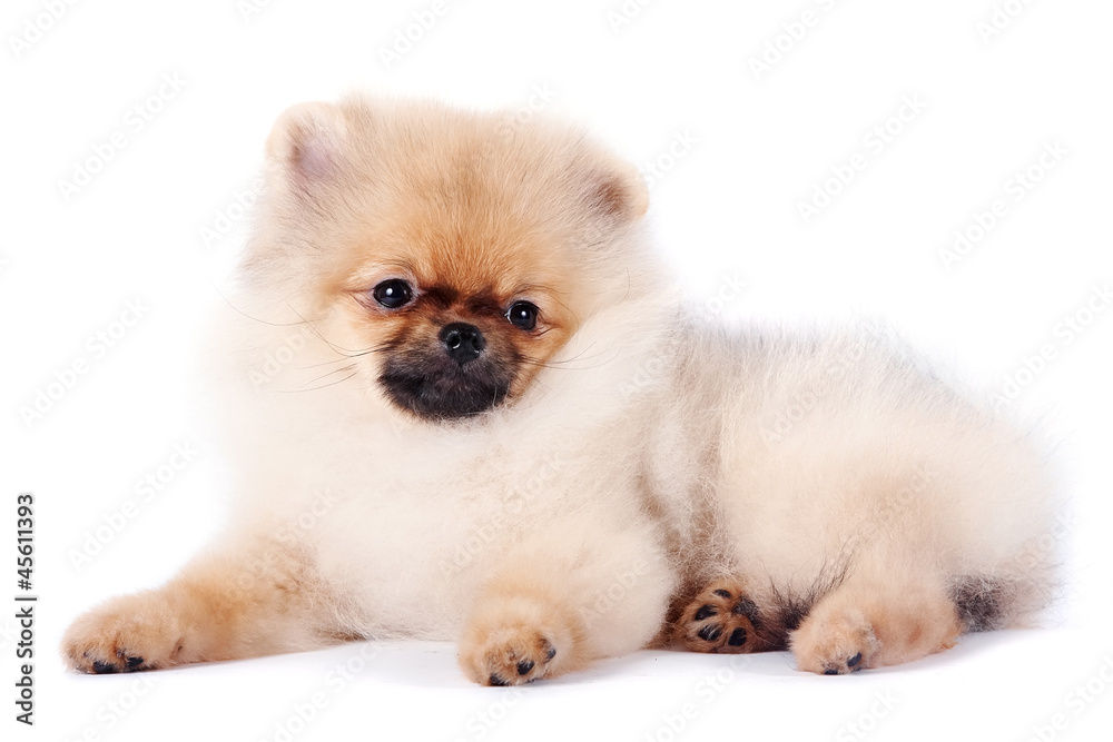 Puppy of a spitz-dog