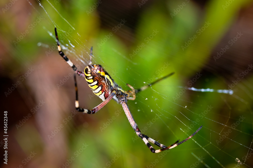 Spider, Argiope bruennichi Spider, Argiope bruennichi