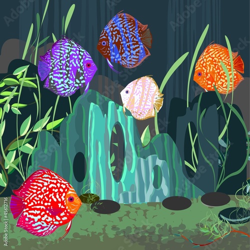 Aquarium with discus fish