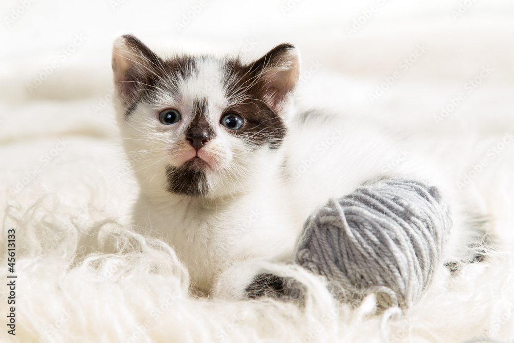 Closeup small kitten with hank on white carpet