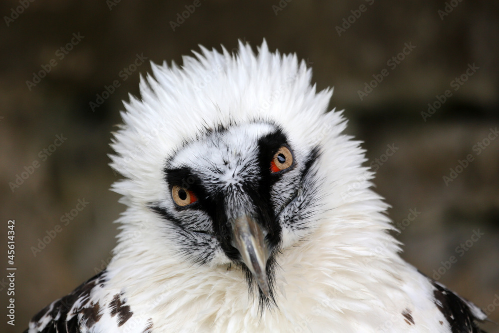 Fototapeta premium Bartgeier