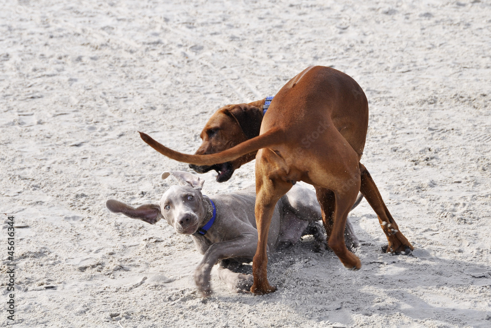 Spielende Hunde am Strand