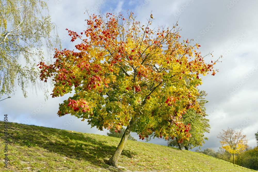 Colored lonely autunm maple tree