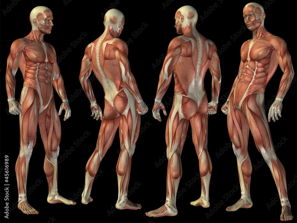 High resolution conceptual human 3D anatomy body with muscle
