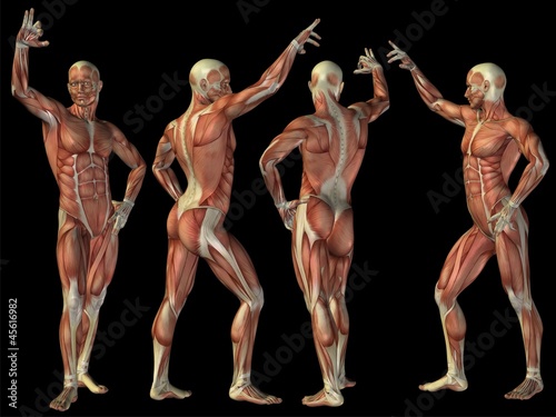 High resolution conceptual human 3D anatomy body with muscle