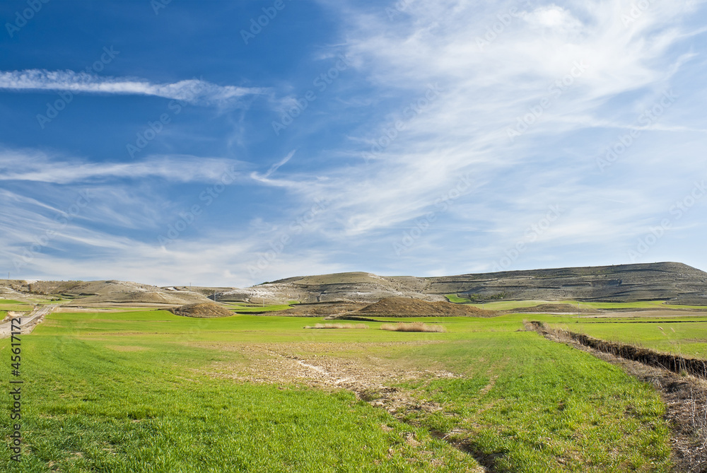 Green field