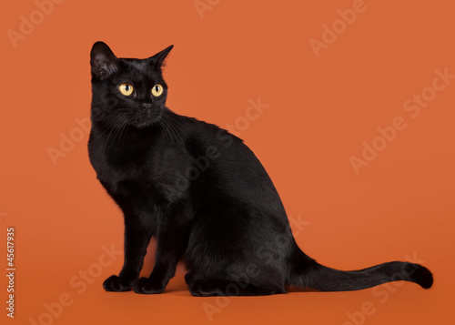 black traditional bombay cat on nuts background