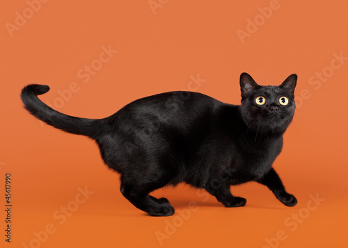 black traditional bombay cat on nuts background