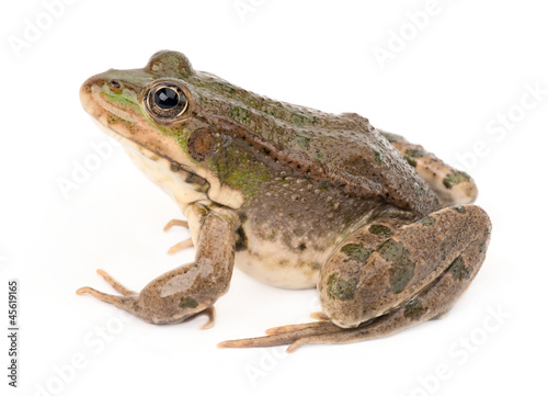 Vászonkép Green frog isolated
