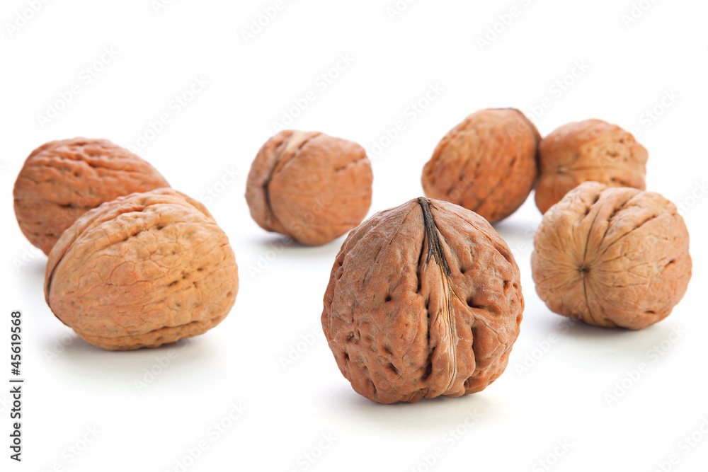 Giant walnut group Giant walnut group