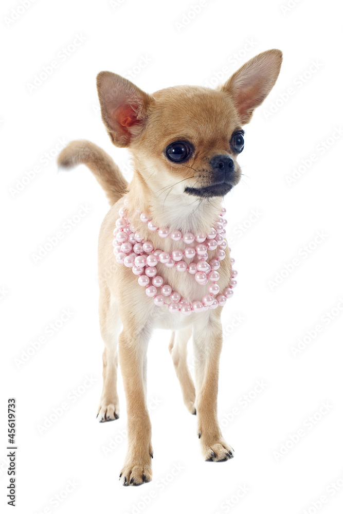 puppy chihuahua