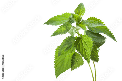 Stinging nettle ( Urtica dioica ), close up photo