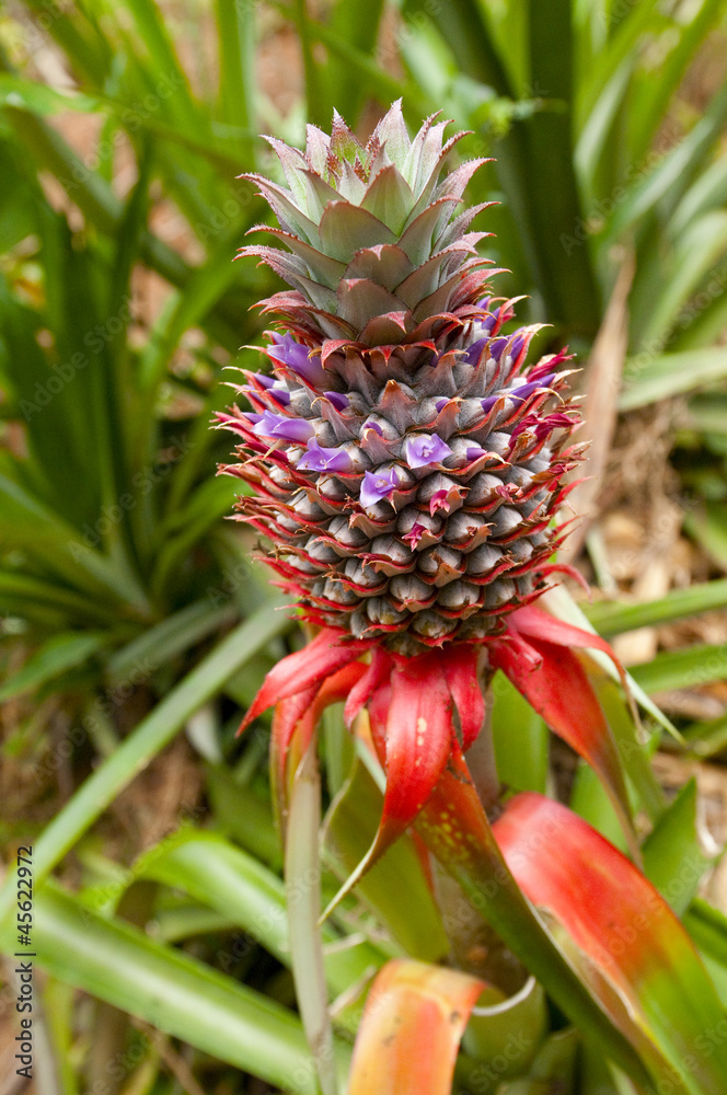 ananas ananas
