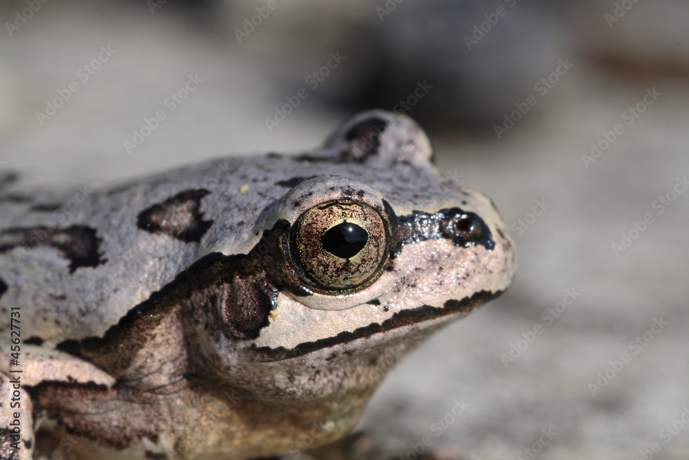 Obraz premium Tree frog changes color(camouflage)