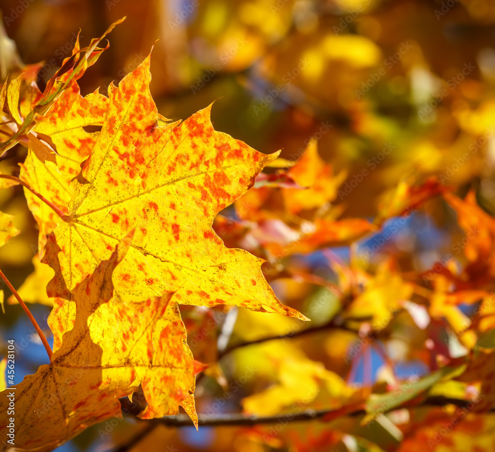 Autumn background Autumn background
