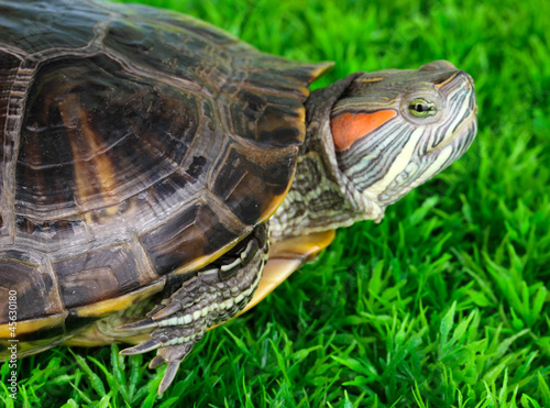 red ear turtle on grass