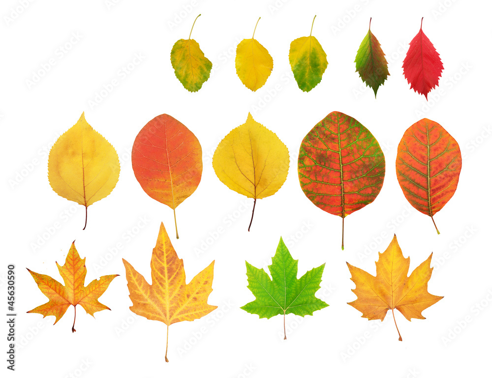 Autumn leaf Autumn leaf