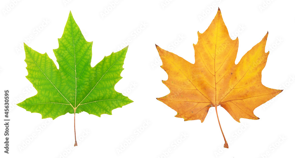 Autumn leaf Autumn leaf