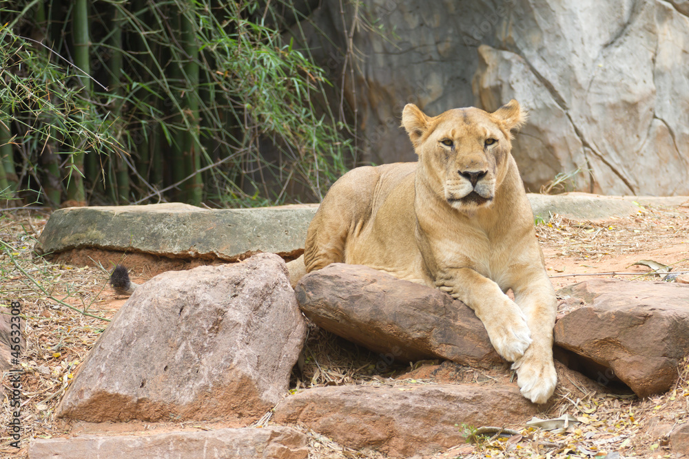 lion lion