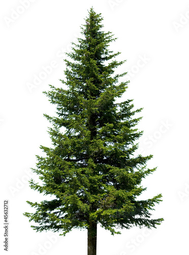 Tannenbaum