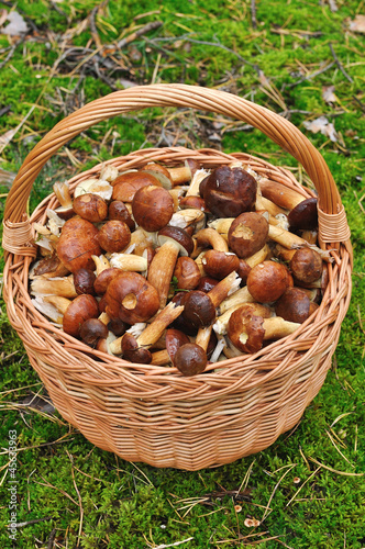 Basket full of mushrooms in forest.