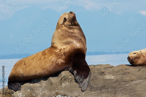 Canadian Sae Lion sitting on a rock close to Vancouver