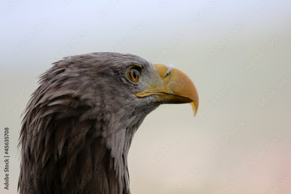 Seeadler Seeadler