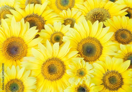 beautiful sunflower background