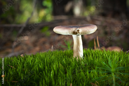 healthy mushrooms in the forest