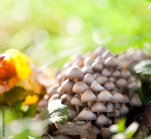 Fotografie inedible hazardous to health mushrooms in the forest