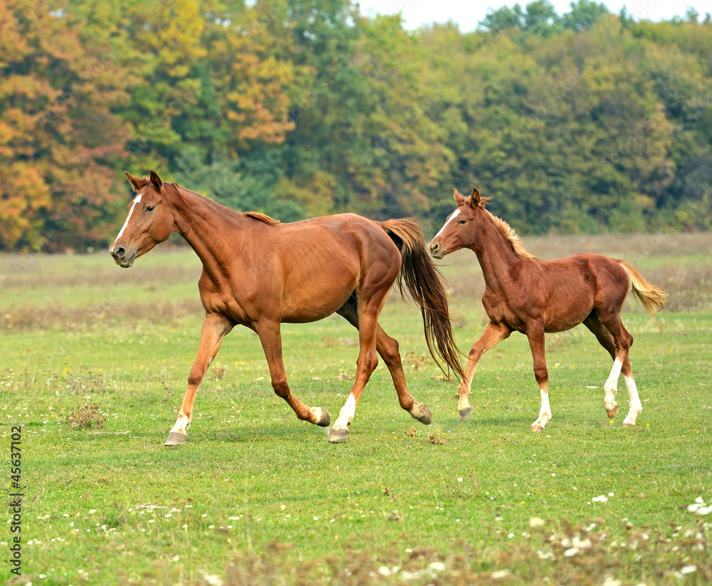 Fototapeta premium Horse