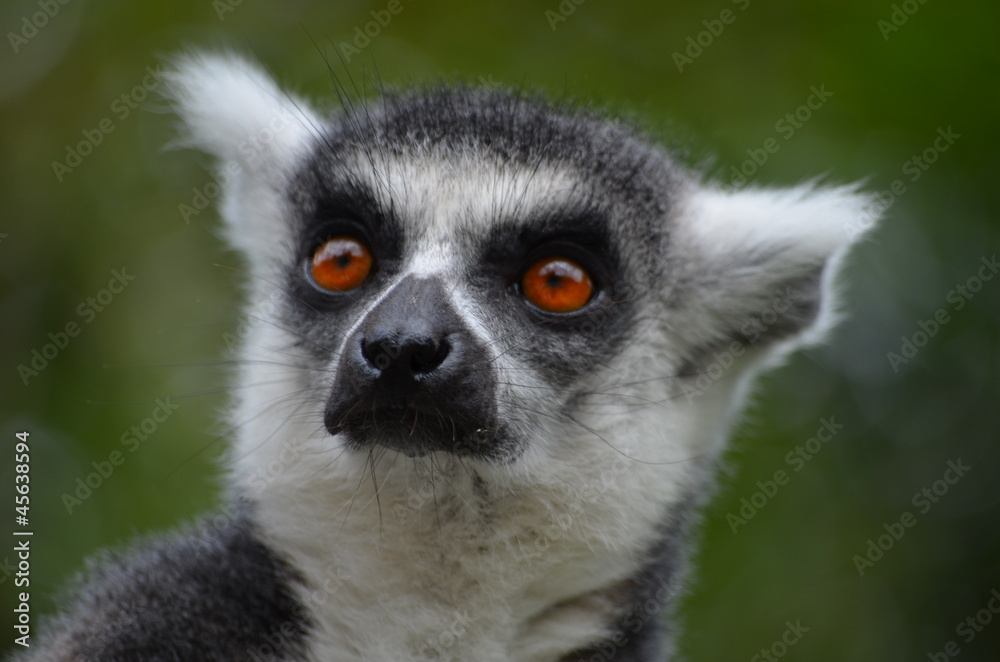Obraz premium Katta (Lemur catta)