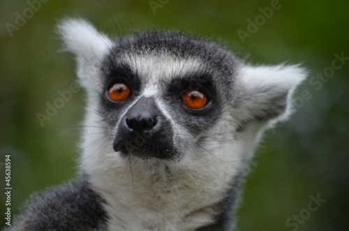 Katta (Lemur catta) © T. Linack