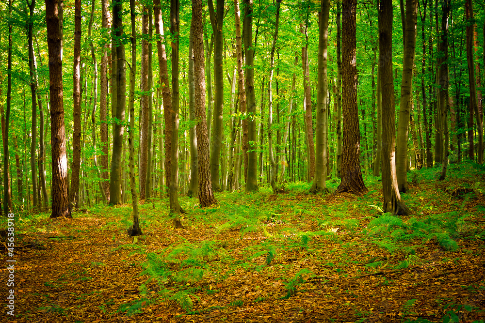 Obraz premium Path in beautiful beech forest near Rzeszow, Poland