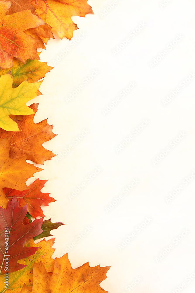 Naklejka premium Autumn leaves frame