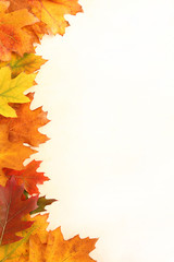 Autumn leaves frame
