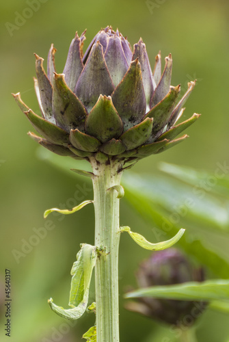 artichoke