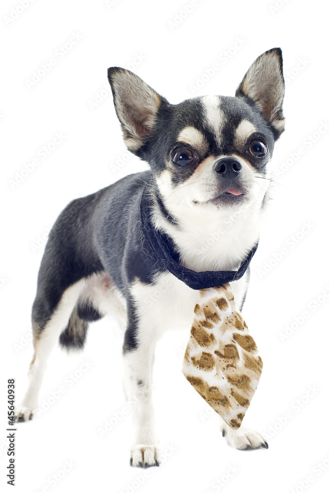 chihuahua with tie