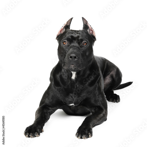 American Pittbull Terrier dog in studio