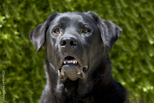 Wallpaper Mural labrador noir Torontodigital.ca