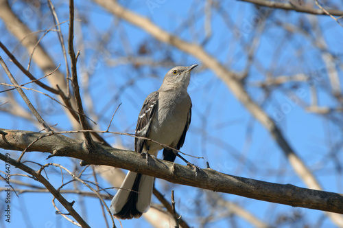 Arkansas Mocking Bird