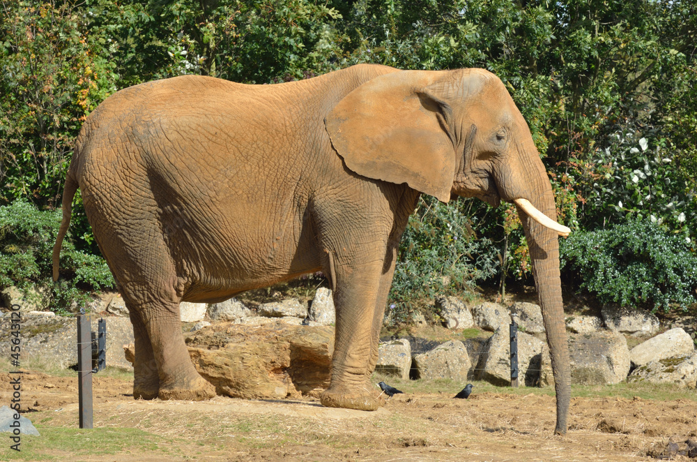 profile of elephant